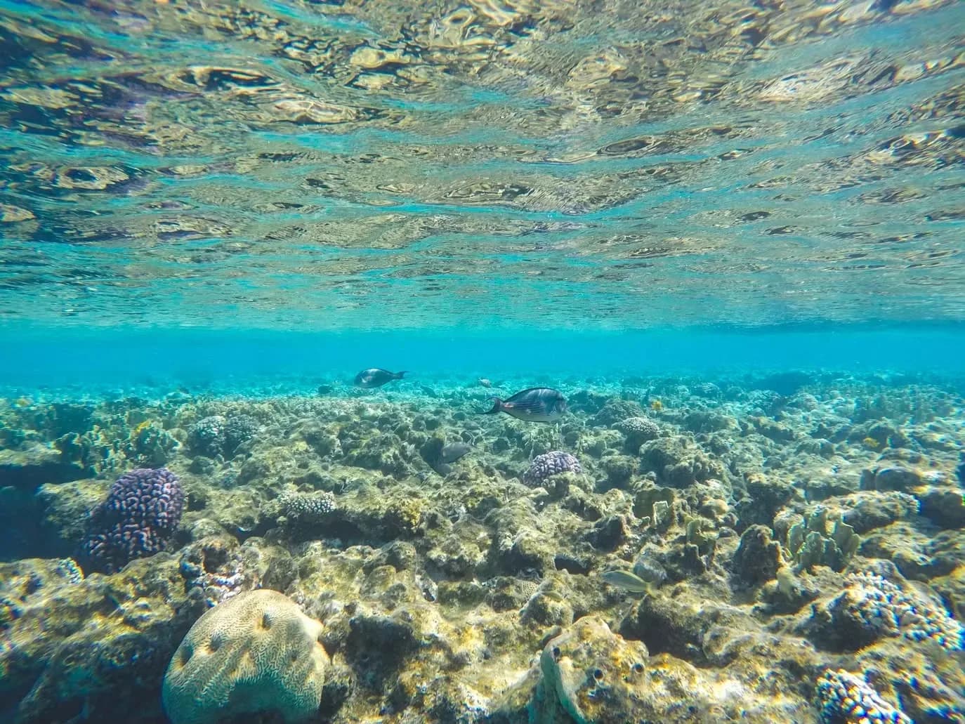 Sharm'ın Mavisi Kahire'nin Tarihi – fotoğraf 2